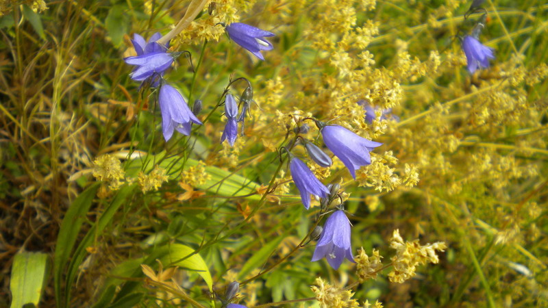 Campanula App.Reggiano